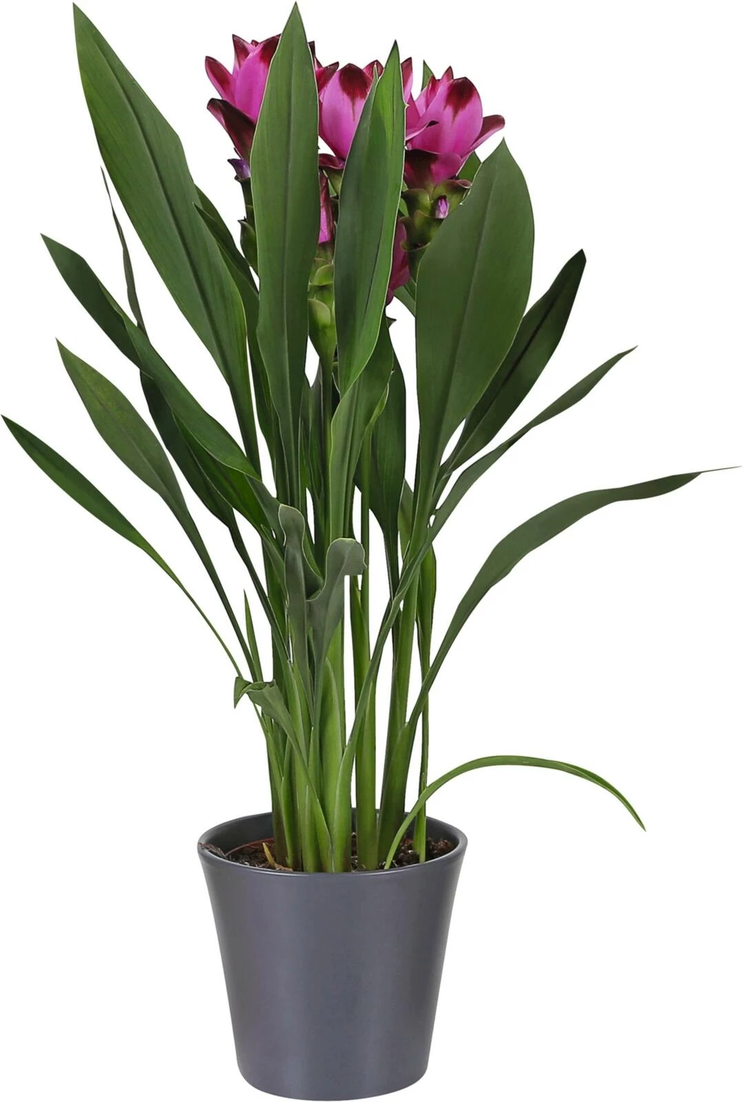 Curcuma Siam Splash en céramique verte P