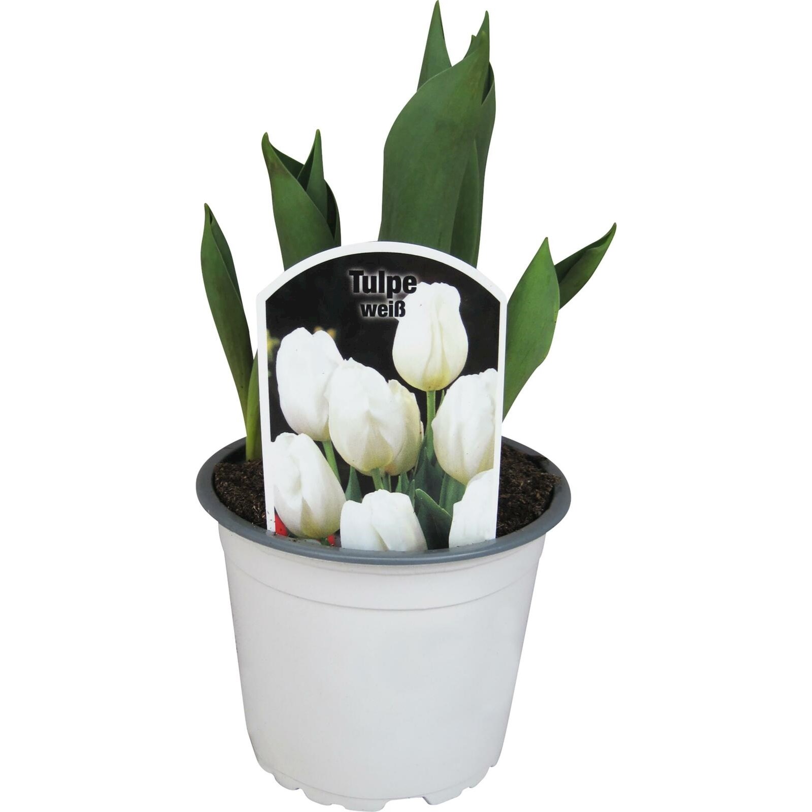 Bulbe Tulipe Schneeball blanche P12 cm Acheter - Plantes à massif et à  balcon annuelles - LANDI