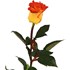 Bouquet de roses 18 pcs