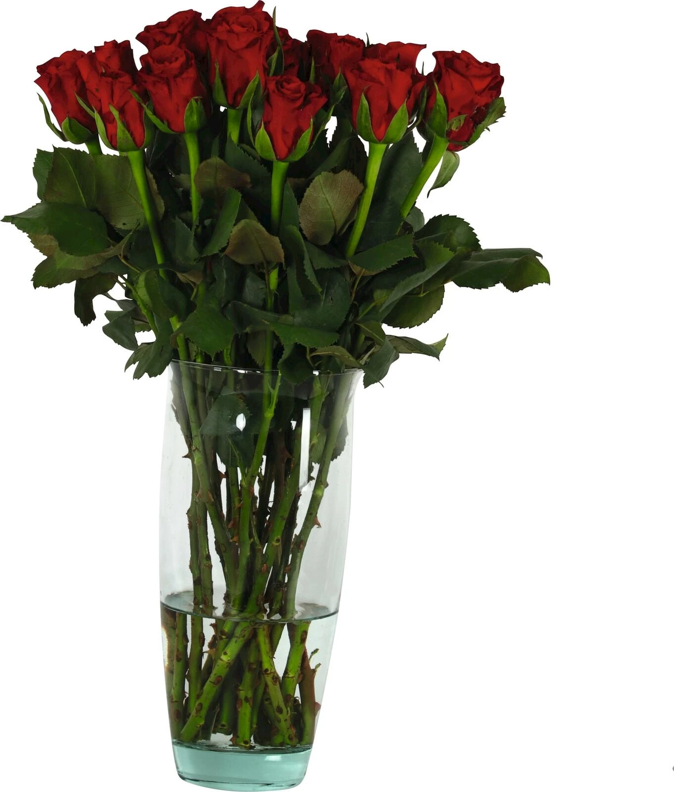 Rosen Strauss 18 Stk.