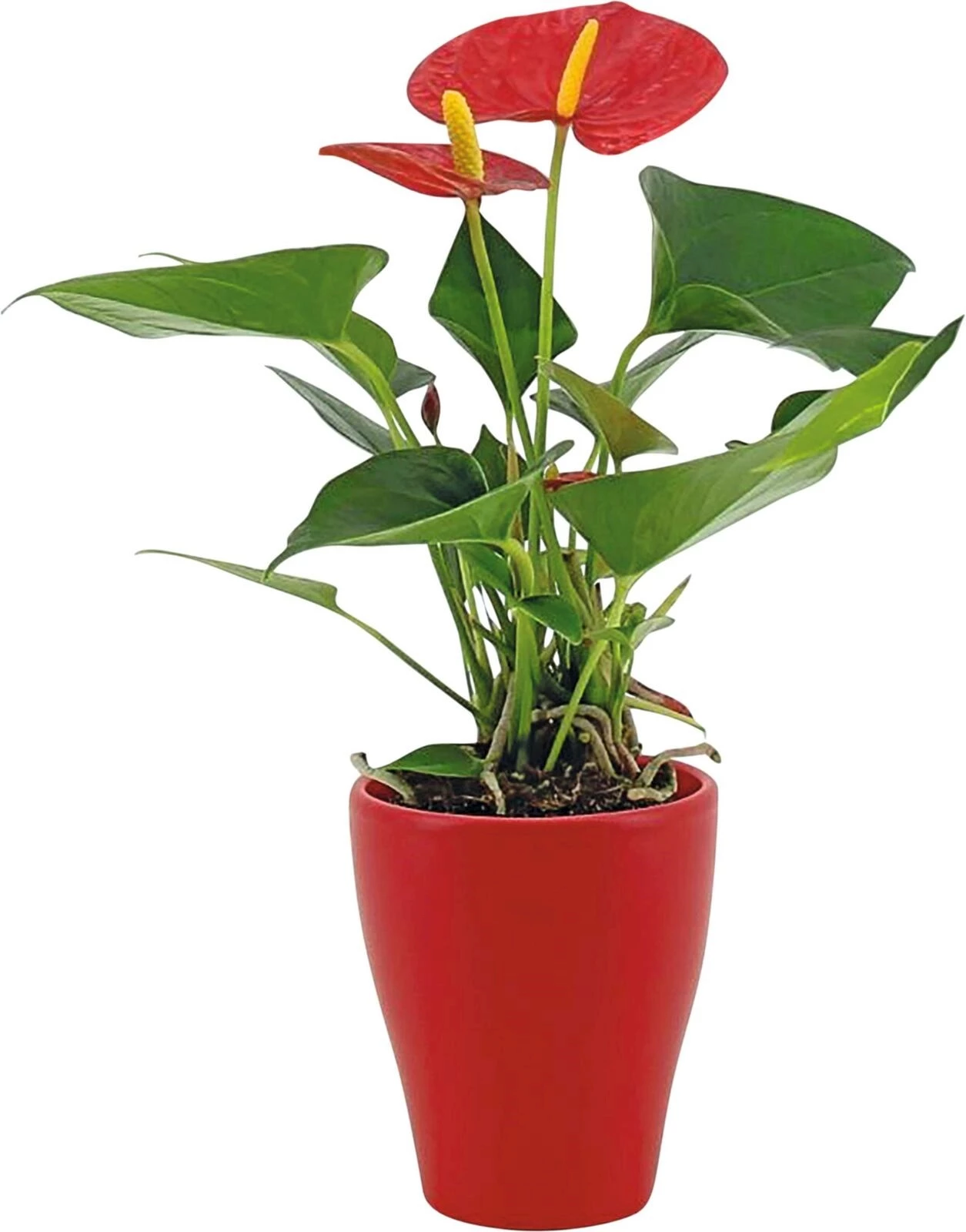 Anthurium rot im UT P9 cm