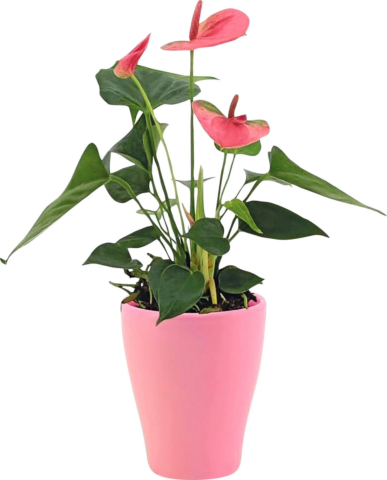 Anthurium rosa im UT P9 cm