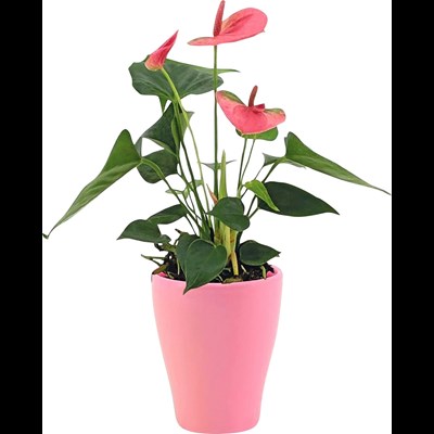 Anthurium rose en CP P9 cm