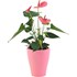 Anthurium rosa im UT P9 cm