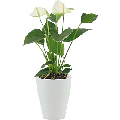 Anthurium blanc en CP P9 cm