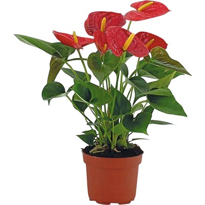 Anthurium rouge P12 cm