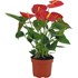Anthurium rouge P12 cm