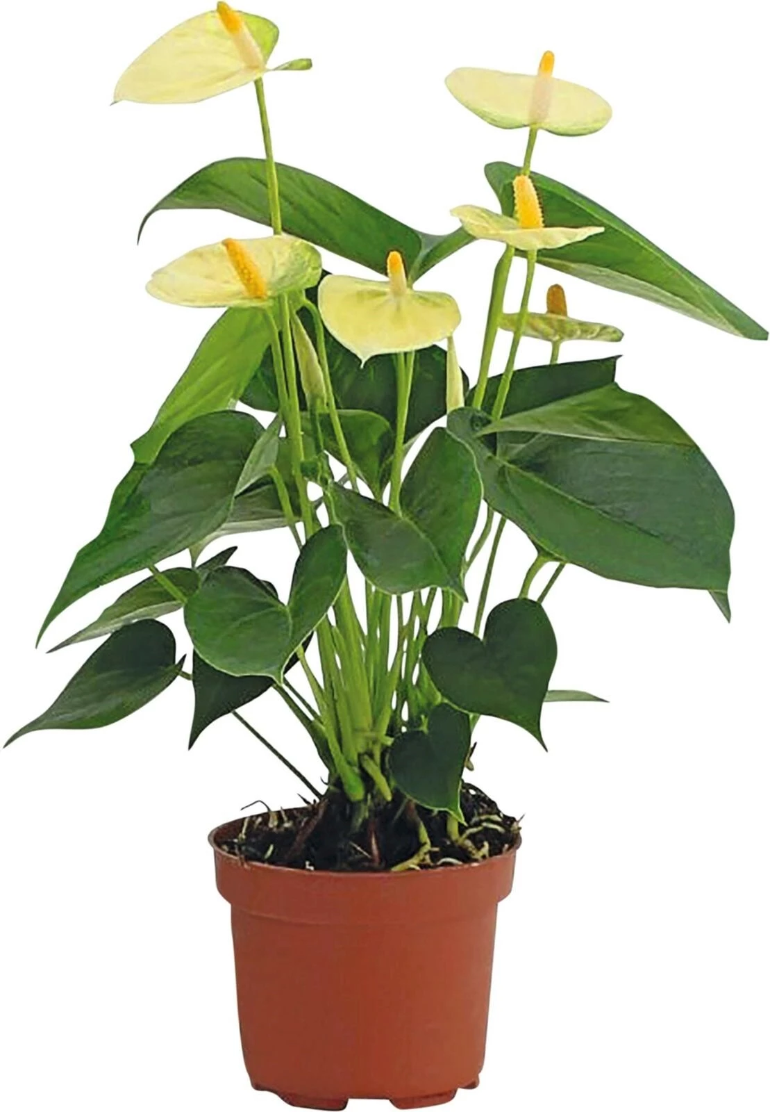 Anthurium weiss P12 cm
