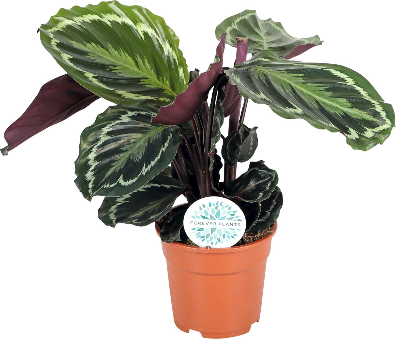 Calathea Medallion P17 cm