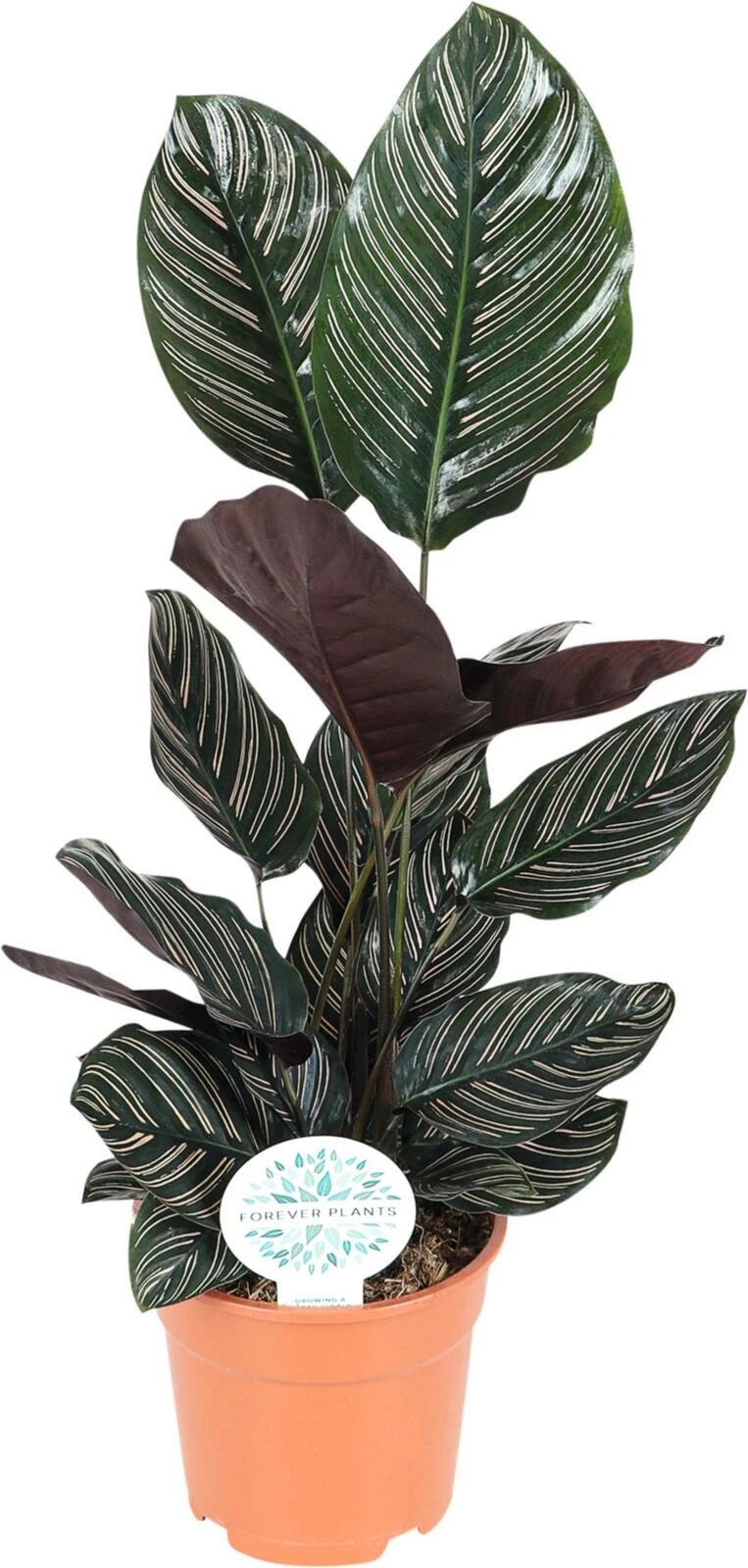 Calathea Ornata P17 cm