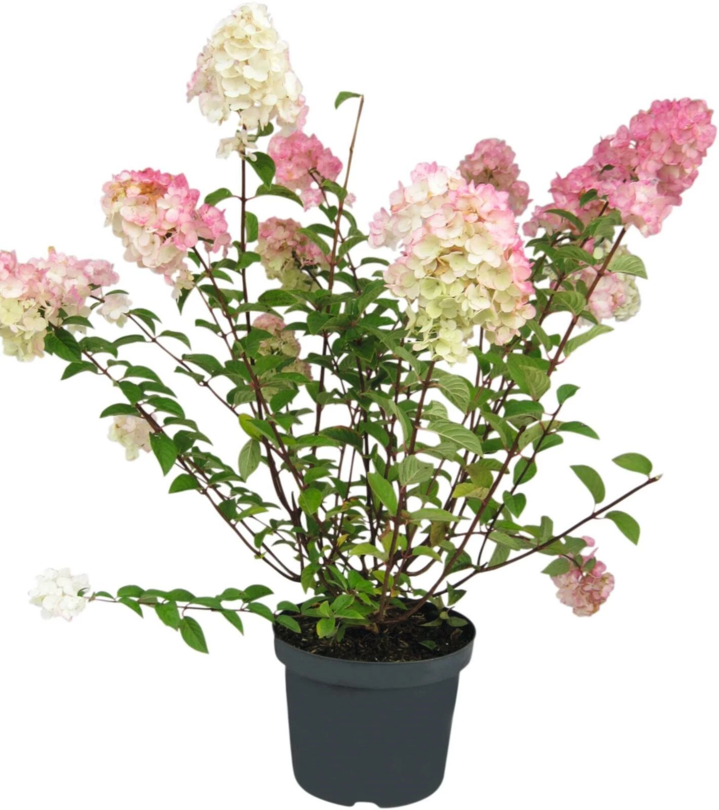 Hydrangea pan. Grandiflora P10 l