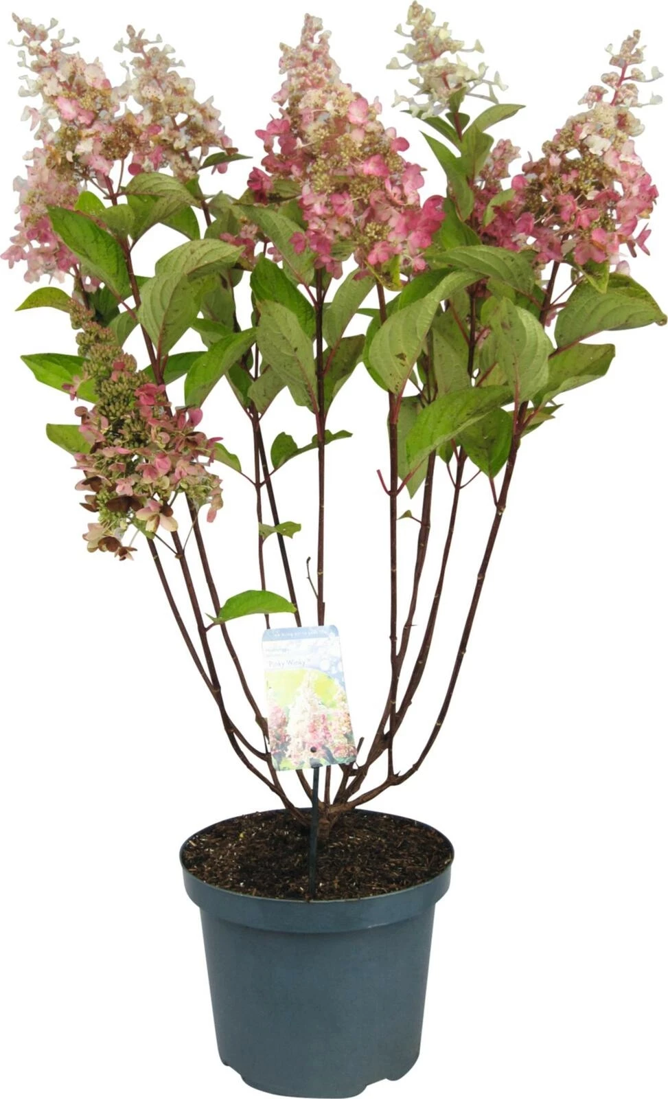 Hydrangea pan. Pinky Winky P10 l