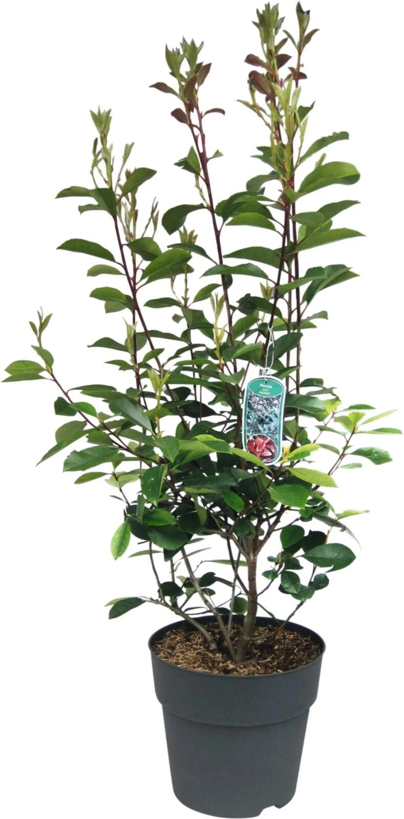 Photinia Red Robin P10 l