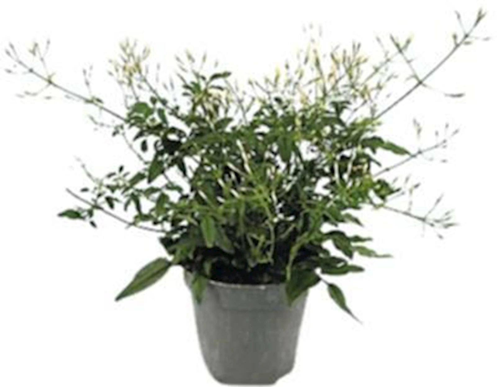 Jasminum Busch P12 cm