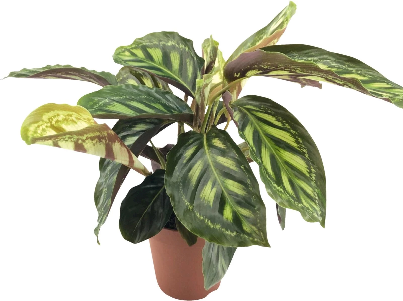 Calathea P12 cm