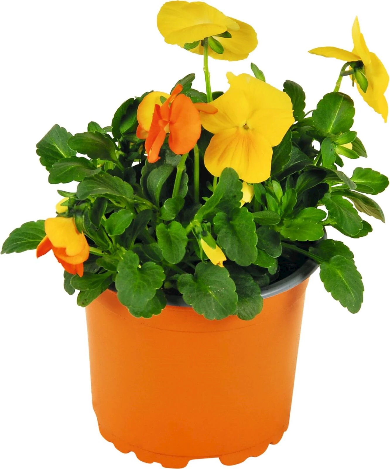 Viola Duos gelb/orange P10.5 cm