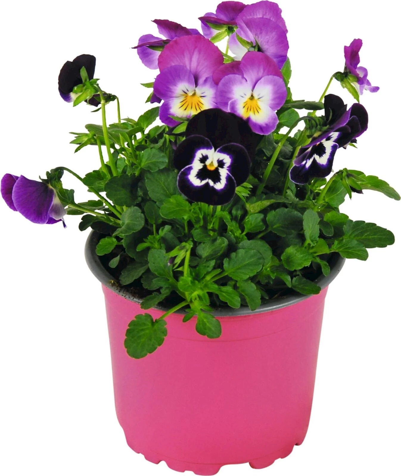 Viola Duos rosa/violett P10.5 cm