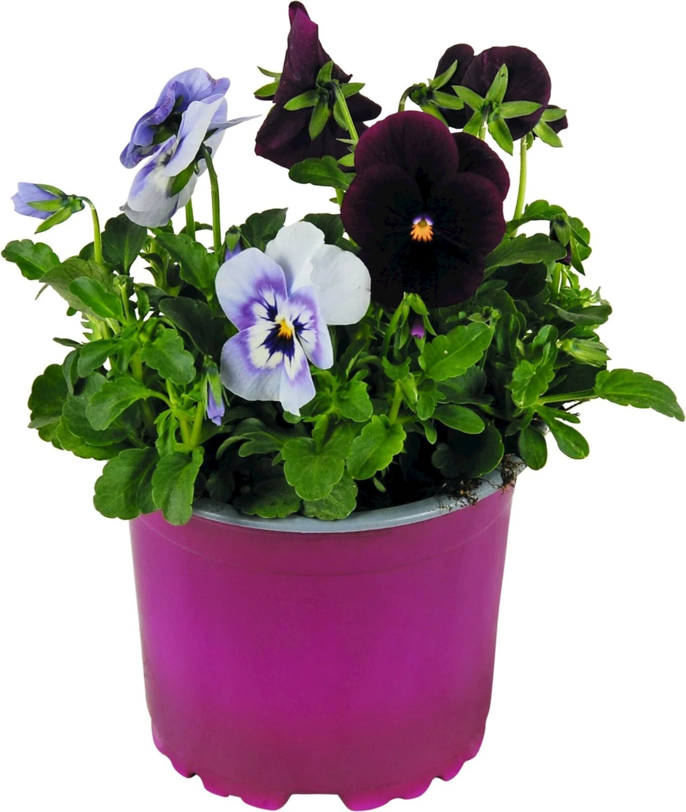 Viola Duos blau/violett P10.5 cm