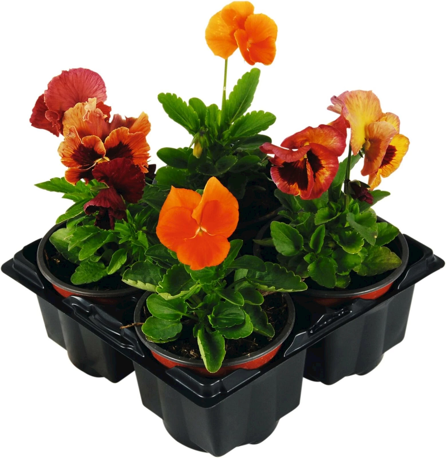 Pensée Set à 4 orange