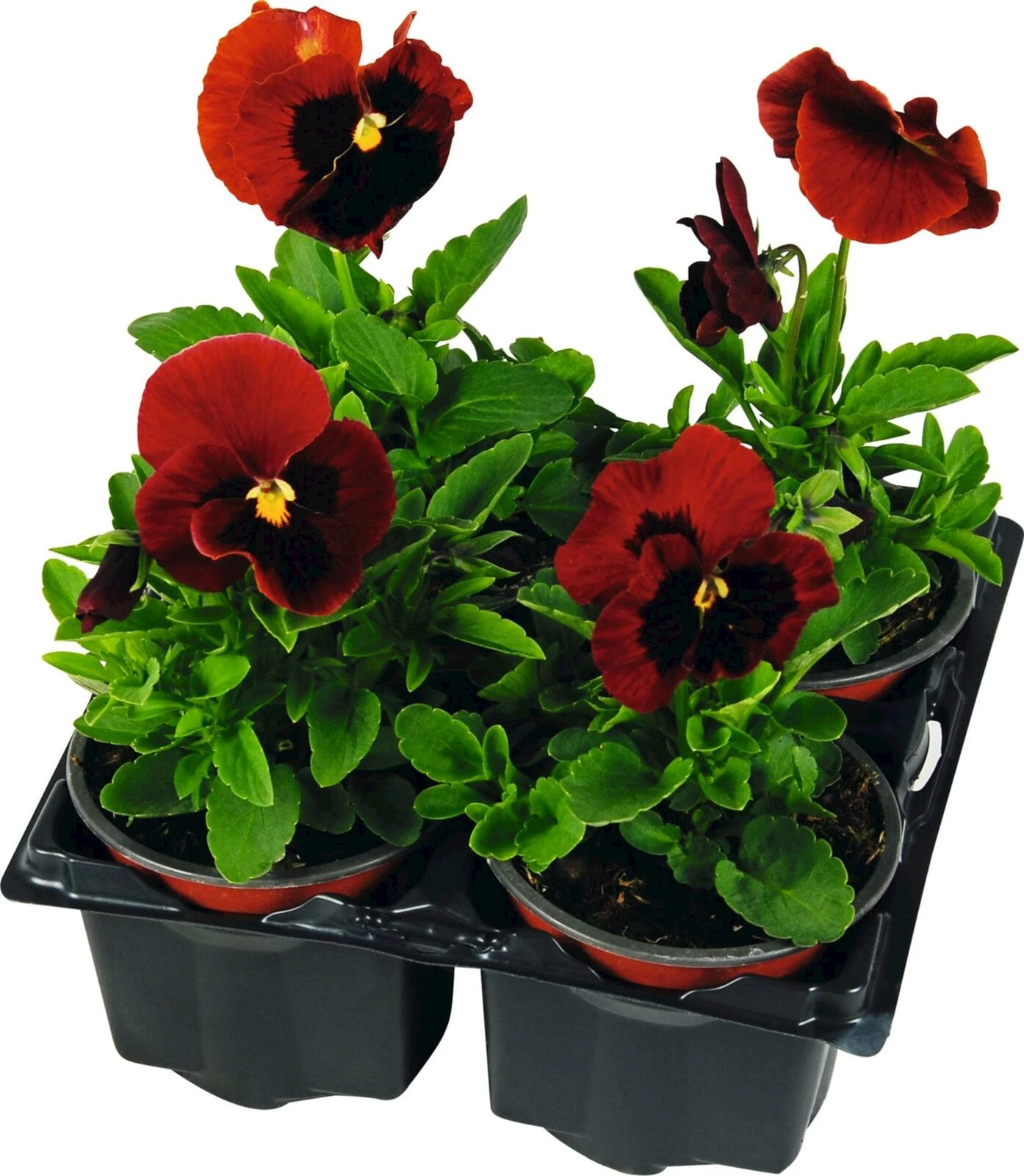 Pensée 4er-Set rottöne