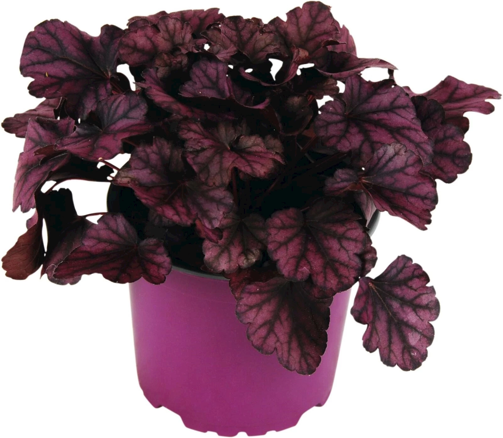 Heuchera purpur P12 cm