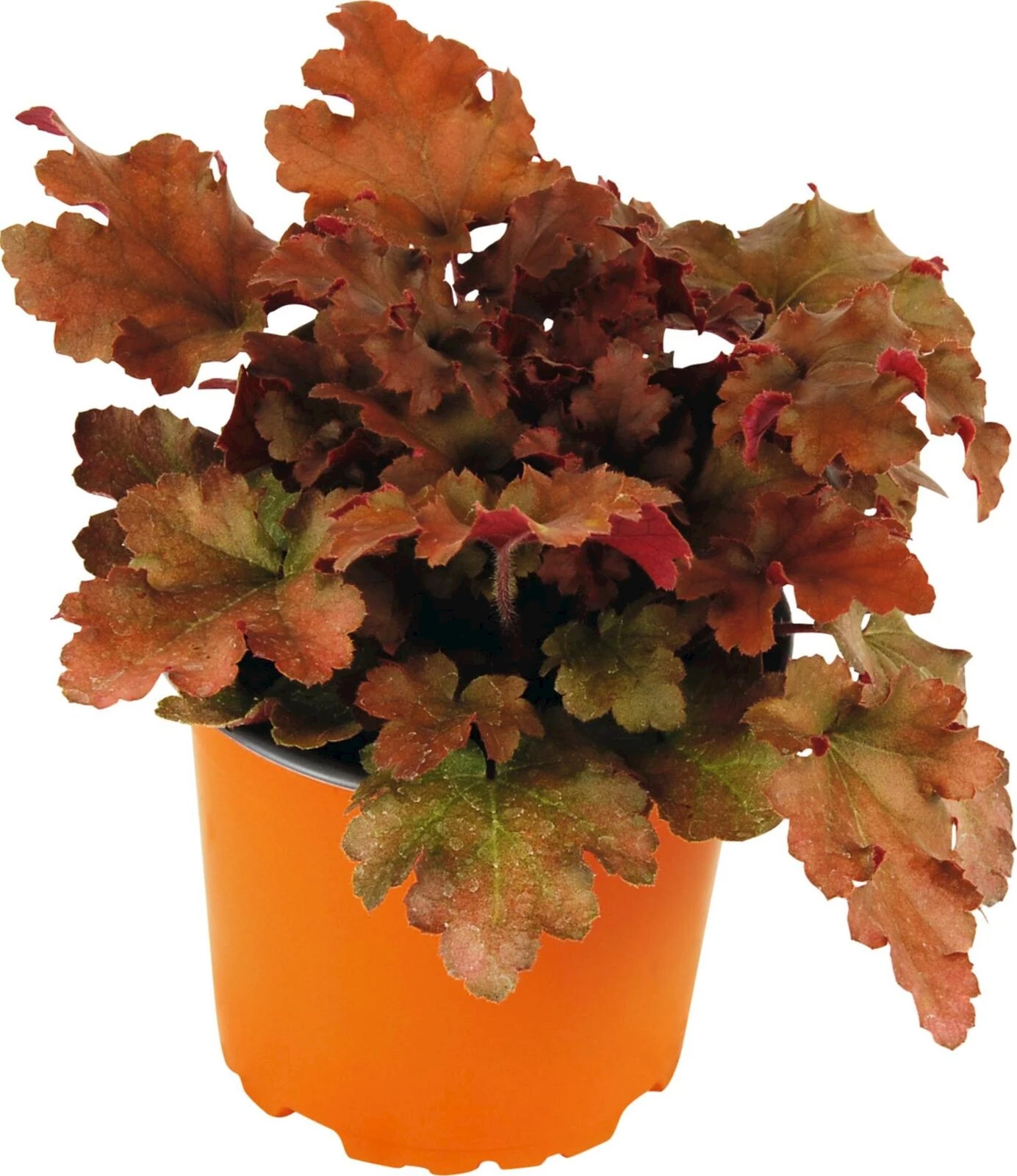 Heuchera ocker/sienabraun P12 cm