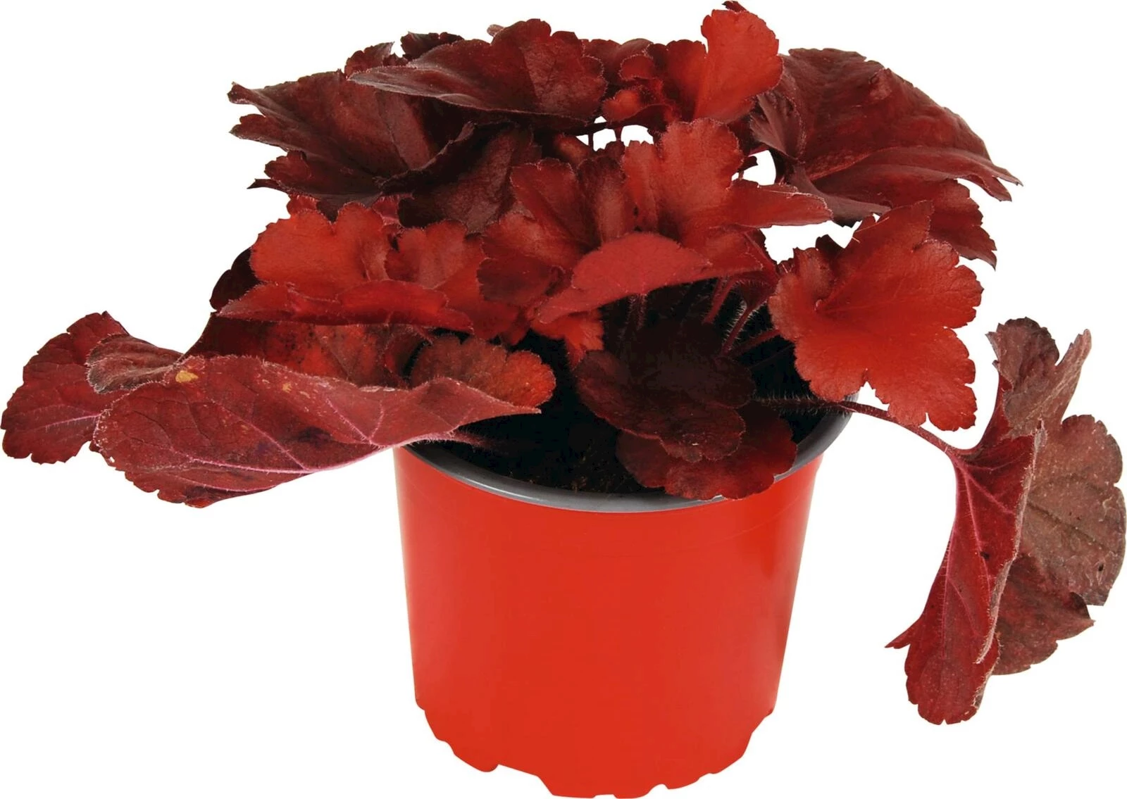 Heuchera rot/braun P12 cm
