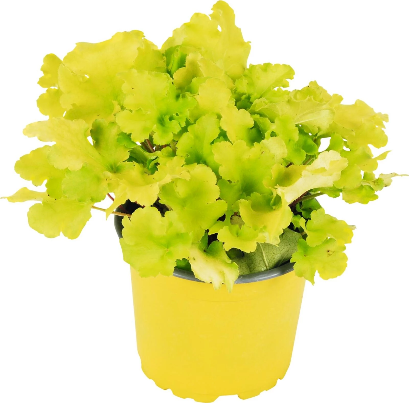 Heuchera gelb/grün P12 cm
