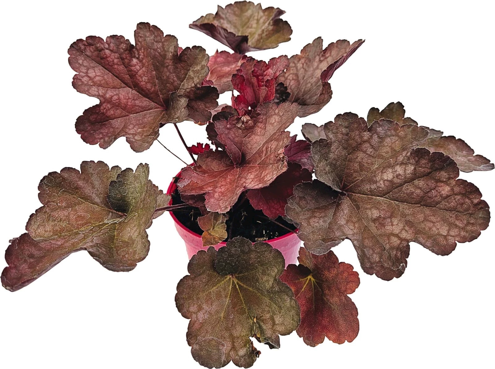Heuchera schokolade P12 cm