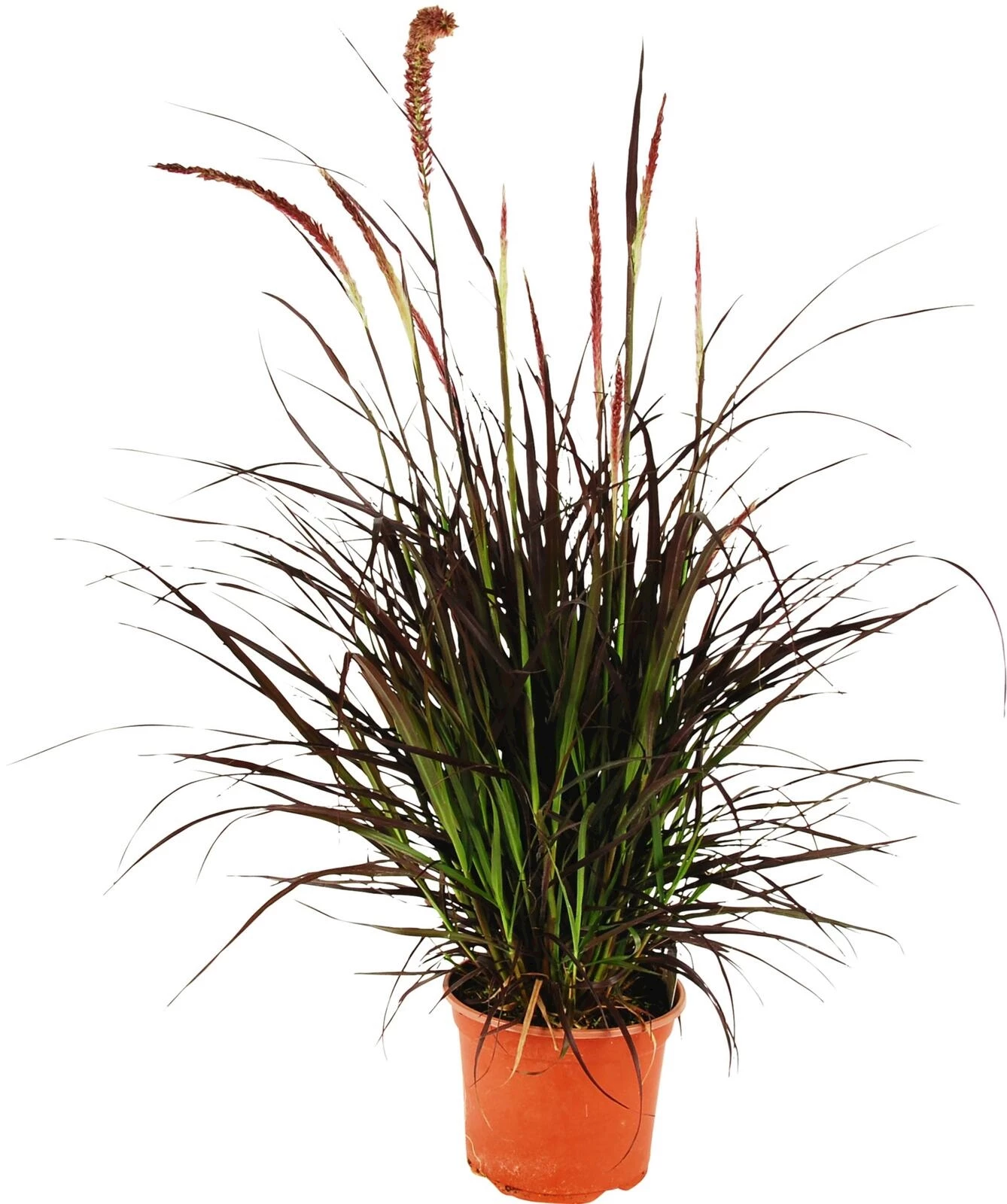 Pennisetum seta. Fireworks P12 cm