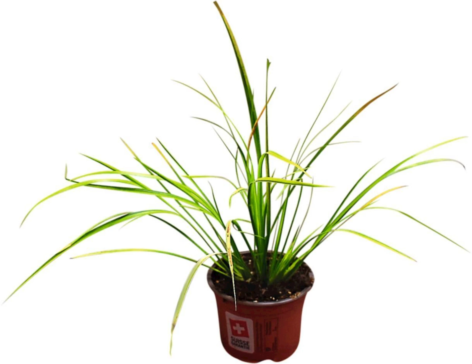 Acorus gramin. Ogon P12 cm