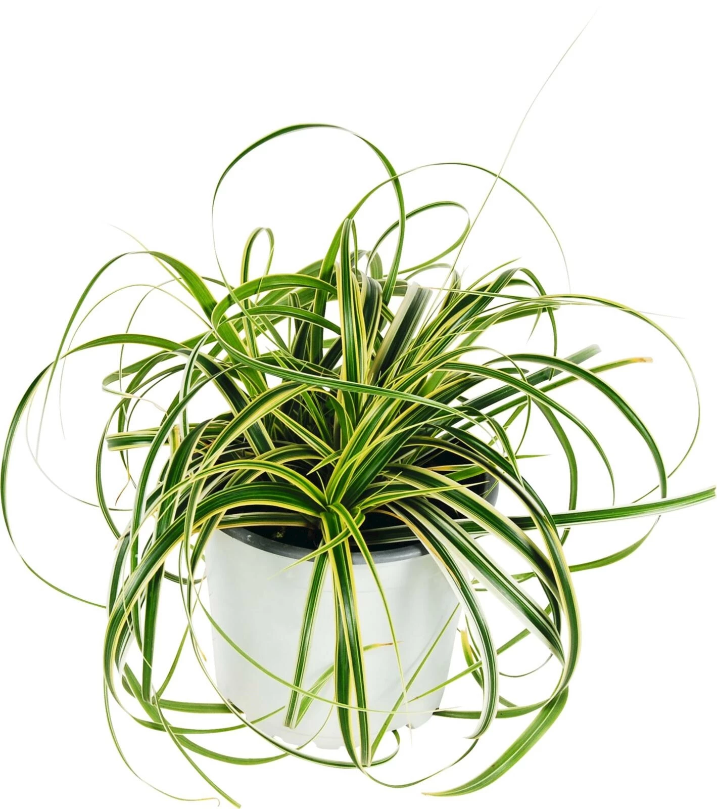 Carex feather Falls P12 cm
