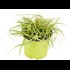 Carex oshim. Evergold P12 cm