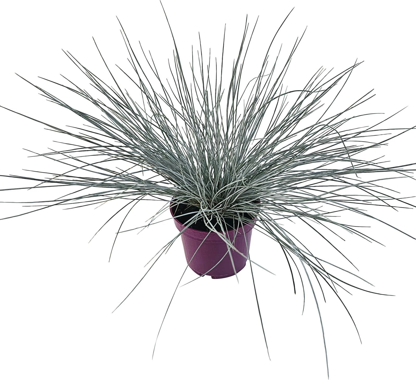 Festuca cinerea Azurit P12 cm