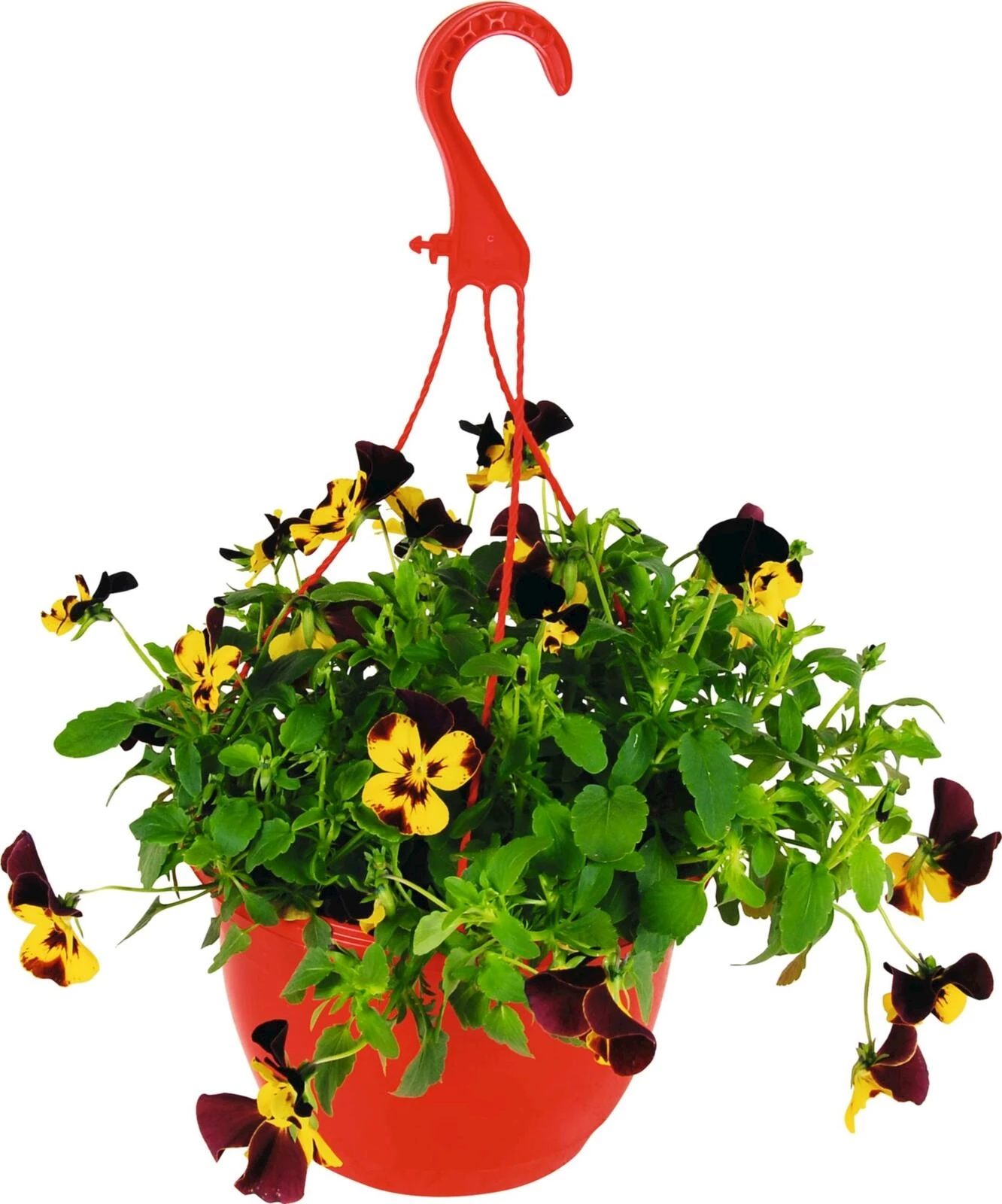 Viola Cool Wave rot/gelb Ampel P20 cm