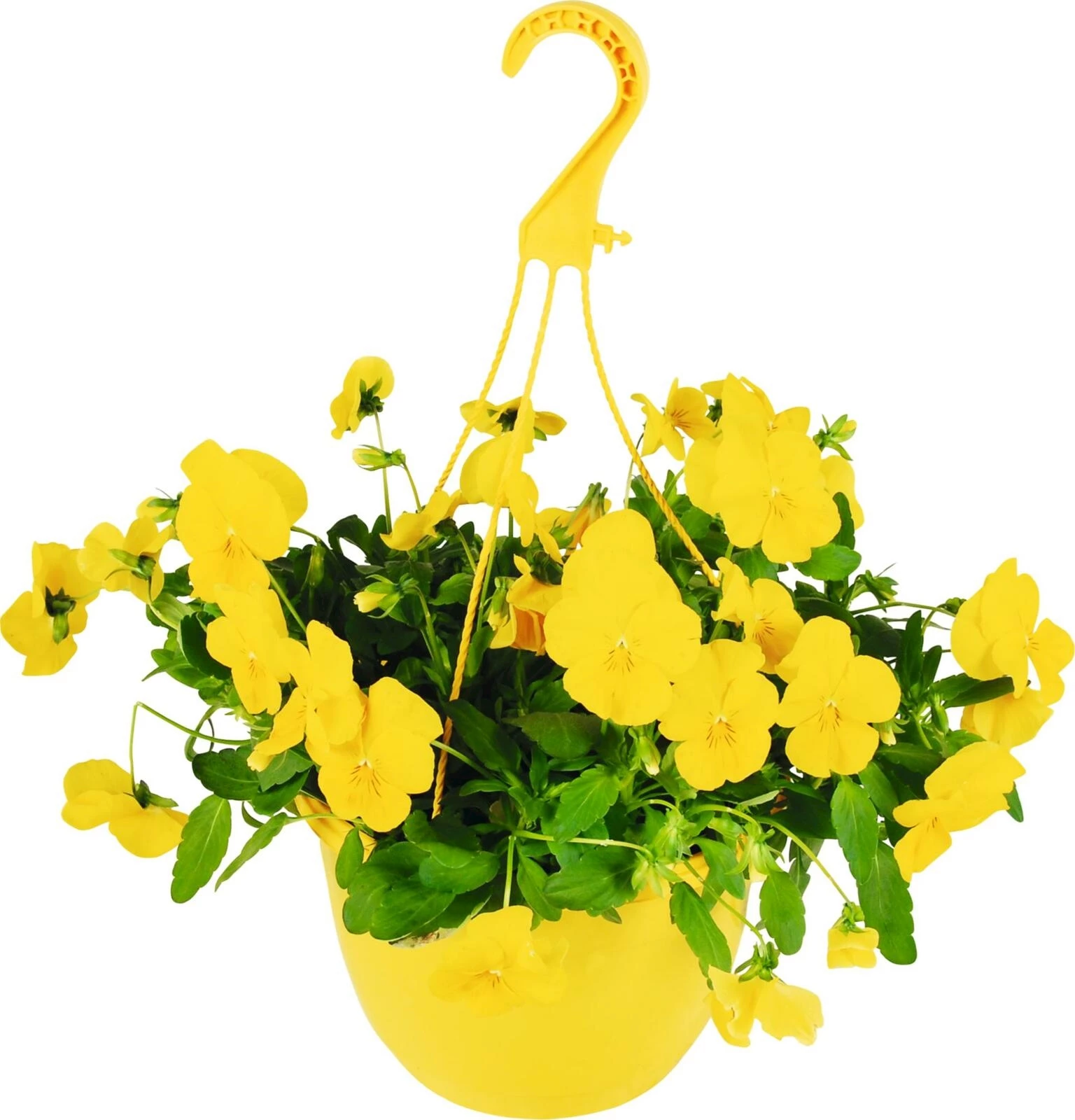 Viola Cool Wave creme/gelb Ampel P20 cm