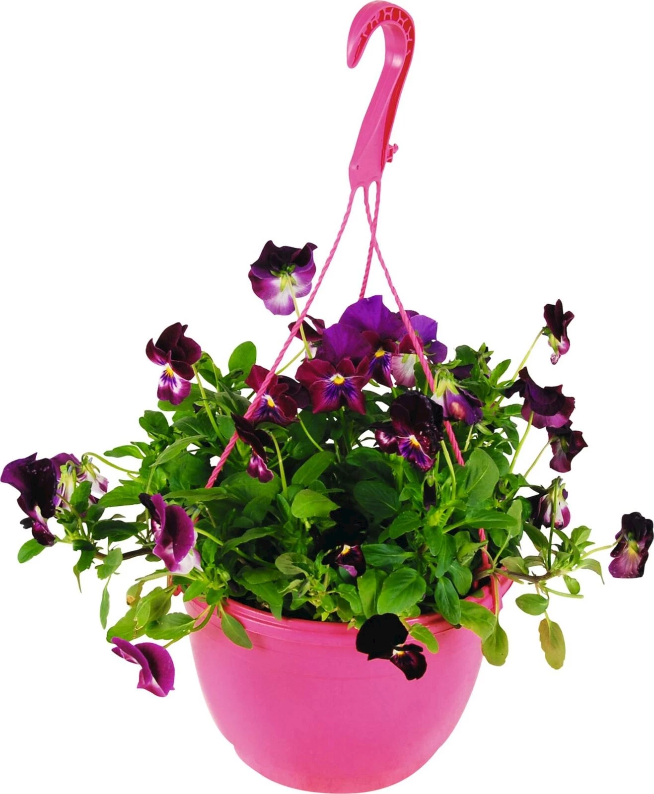 Viola Cool Wave rose/jaune Susp. P20 cm