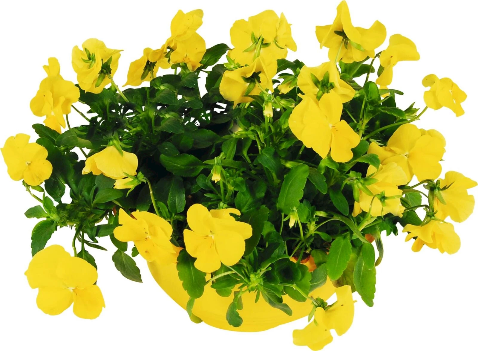 Viola Cool Wave or/jaune Bac P20 cm