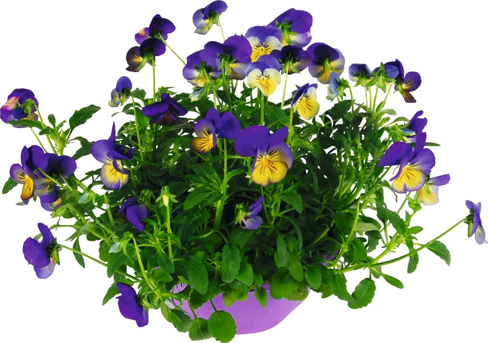 Viola Cool Wave bleu/jaune Bac P20 cm