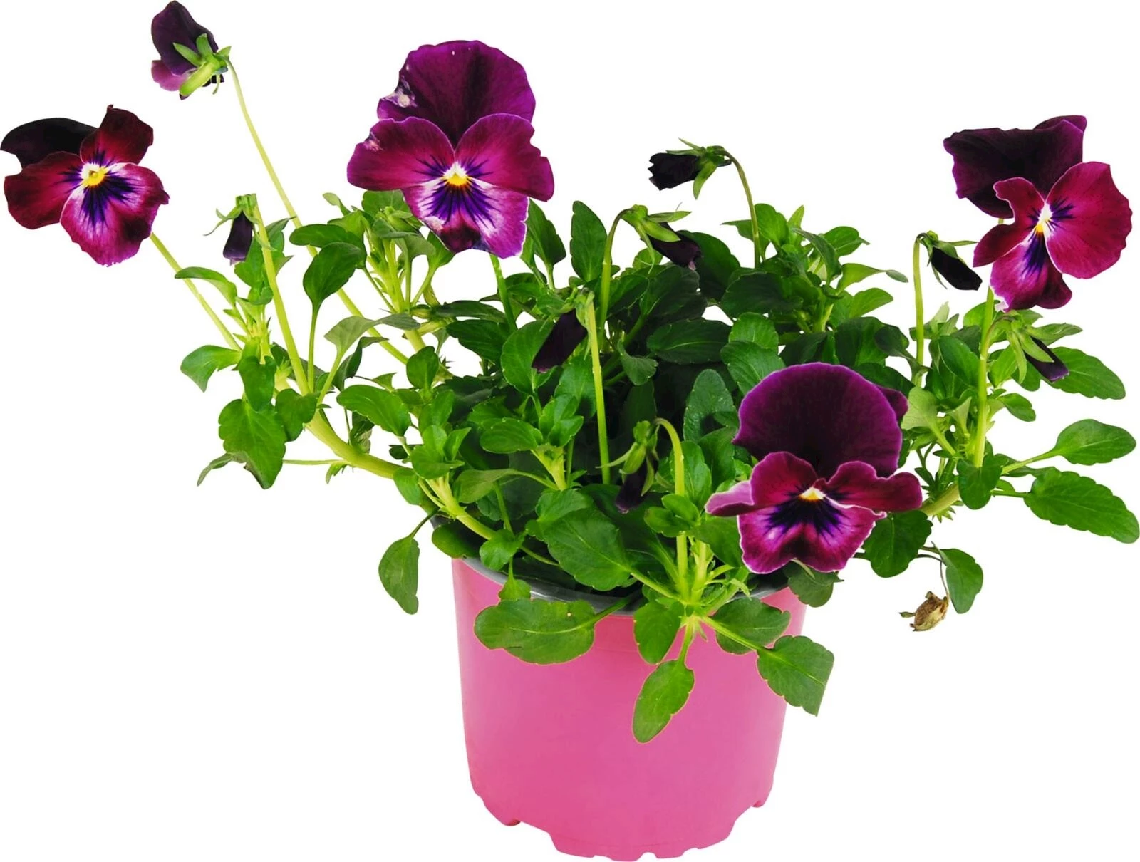 Viola Cool Wave rot/weiss P12 cm