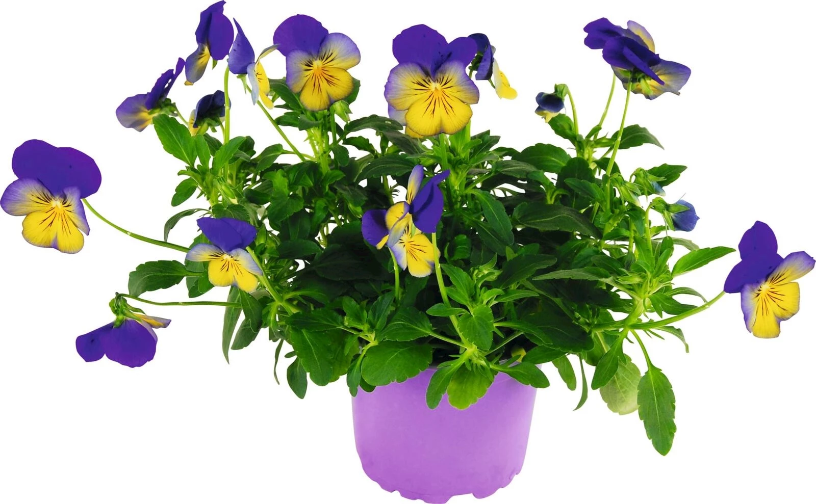 Viola Cool Wave blau/gelb P12 cm