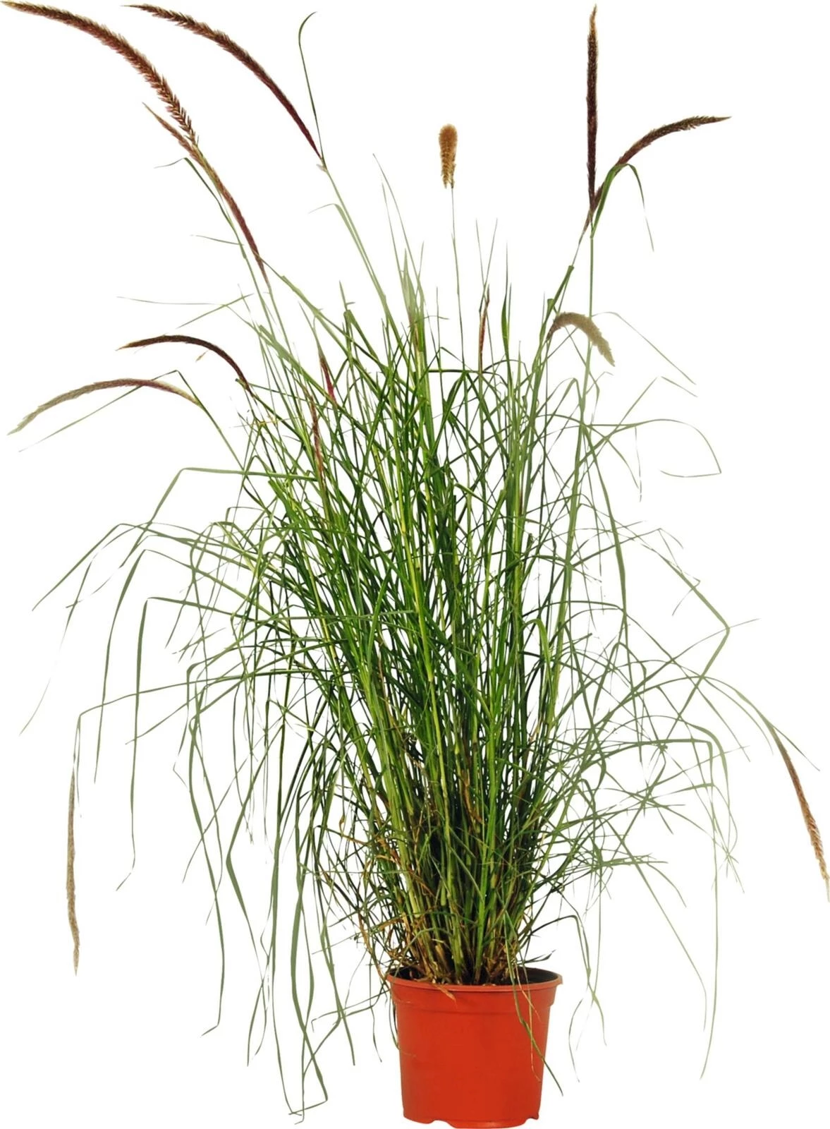 Pennisetum Sky Rocket P19 cm