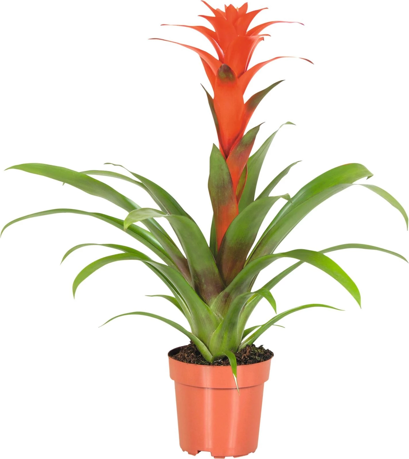 Bromelia P12 cm