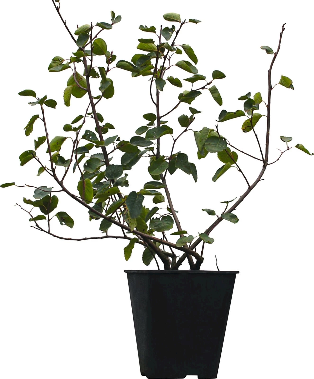 Felsenbirne Amal. Saskablue  P5 l