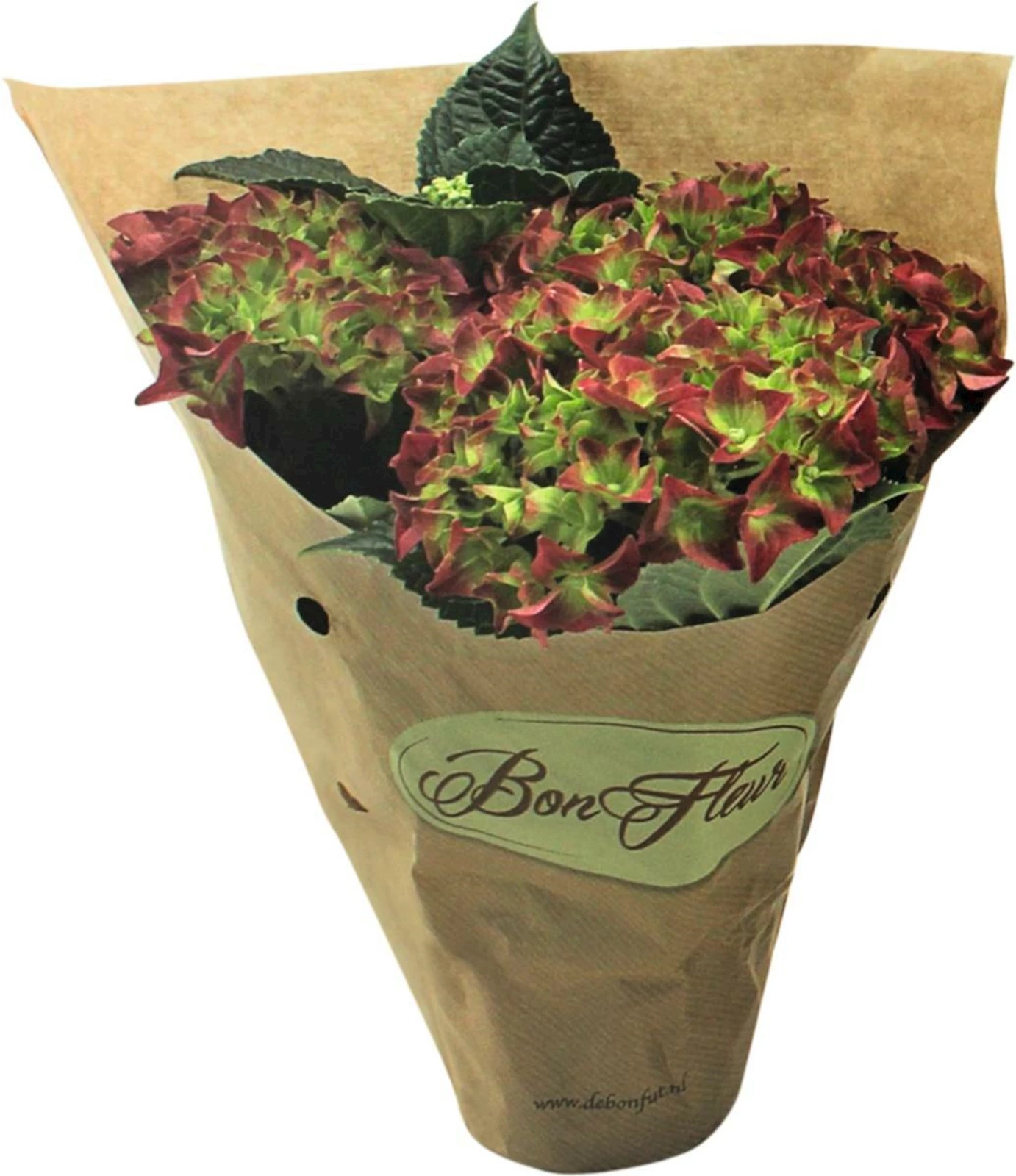 Hydrangea Nature P10 cm