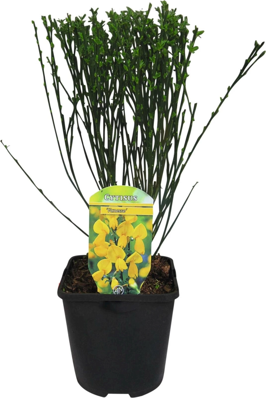 Cytisus Vanesse gelb P1.5 l