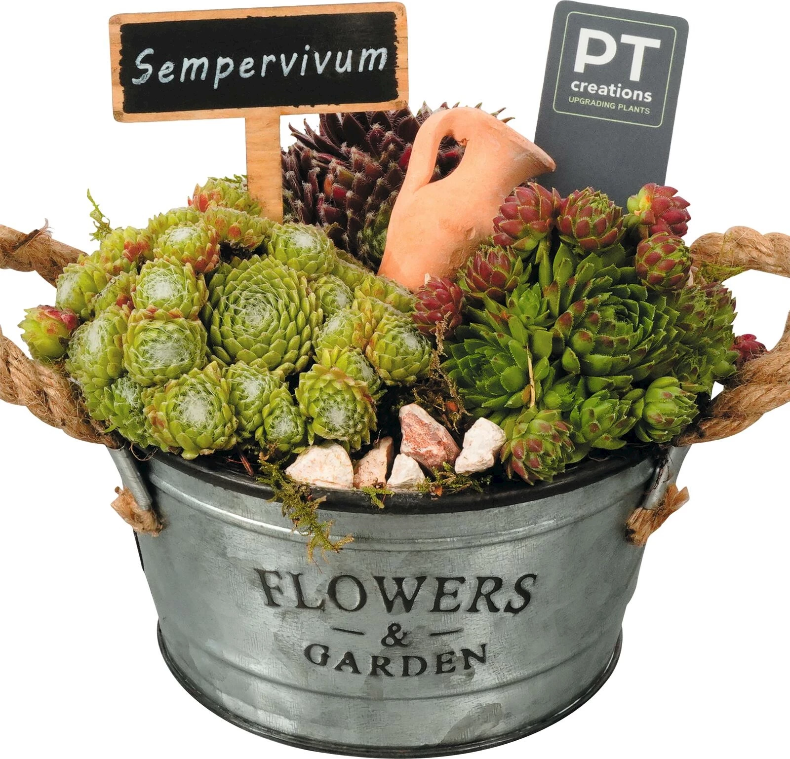 Sempervivum seau zinc  P16 cm