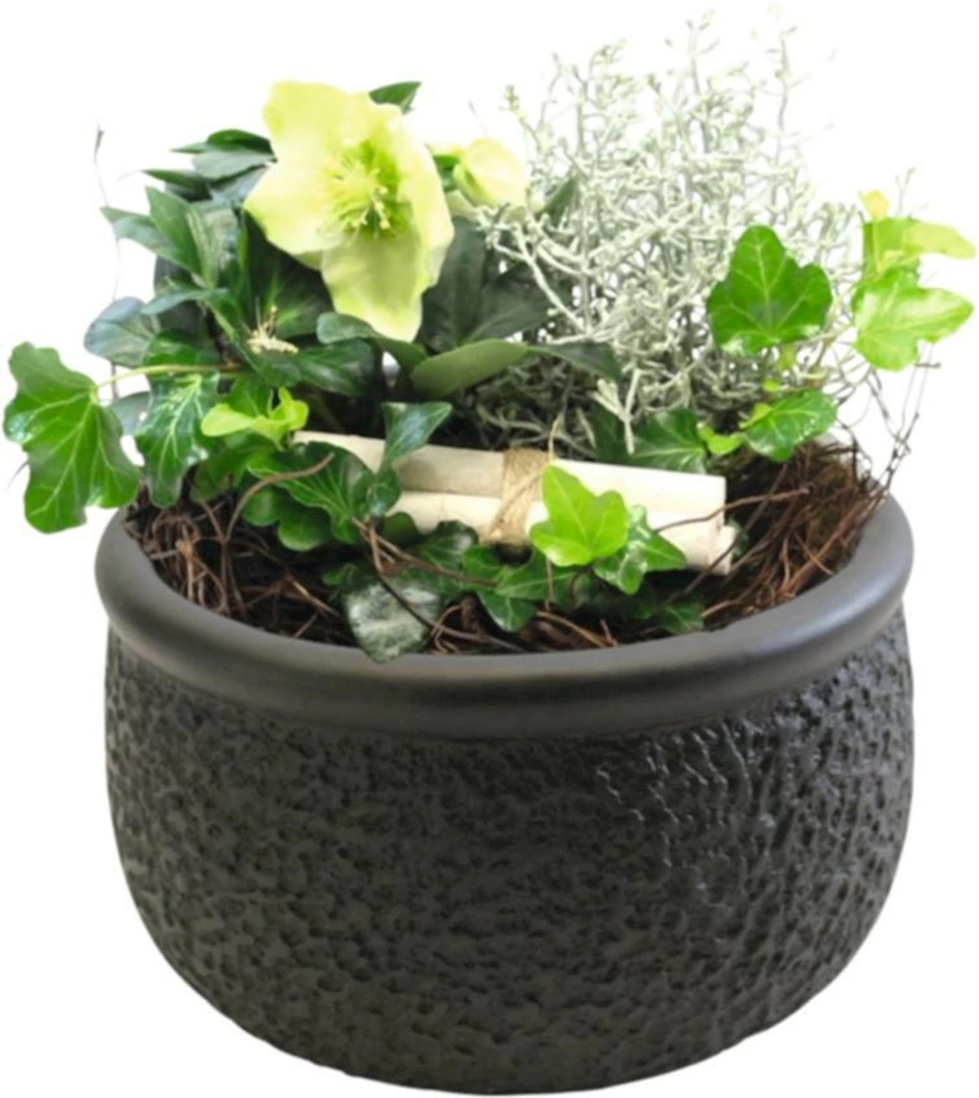 Helleborus Arrangem.Céramic P21 cm