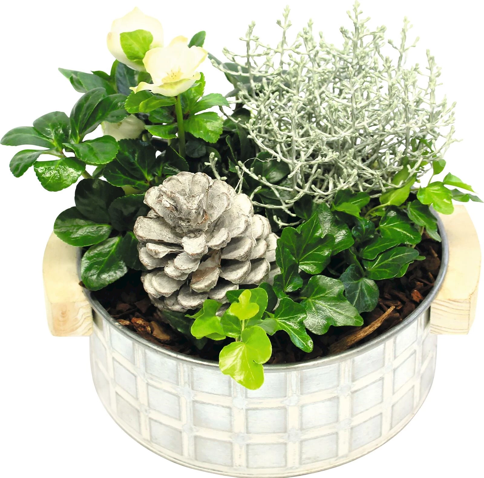 Helleborus Arrangem. Holzgriff P21 cm