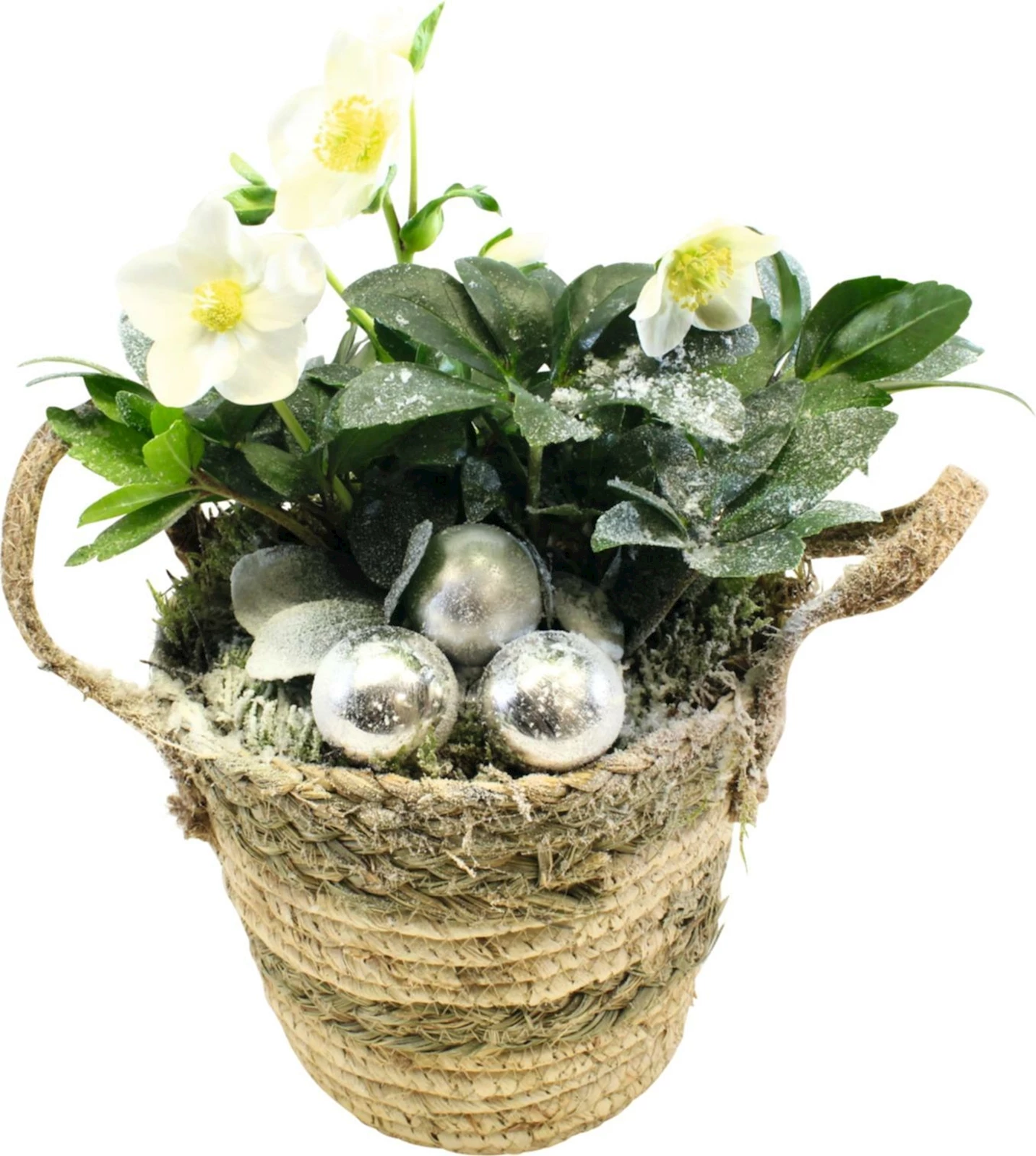 Helleborus Arrangem. Korb P20 cm